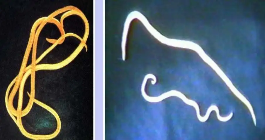 犬貓蛔蟲.png