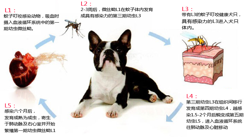 犬惡絲蟲.jpg