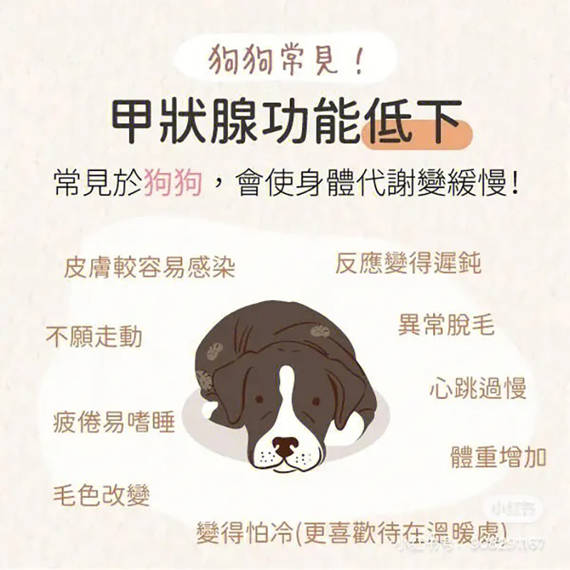 甲狀腺功能亢進(jìn)癥.jpg