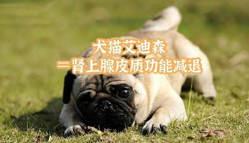 腎上腺皮質(zhì)機能亢進(jìn)癥.jpg